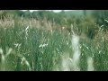 Meadow Grass Swaying in the Wind: Peaceful Nature Relaxation
