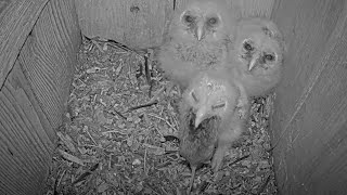 Youngest Barred Owl Opens Wide And Swallows Down Rodent Whole – April 15, 2024