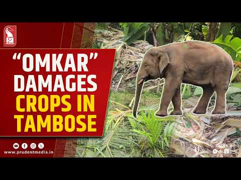 ‘Omkar’ On The Rampage In Tambose, Farmers Await Compensation 