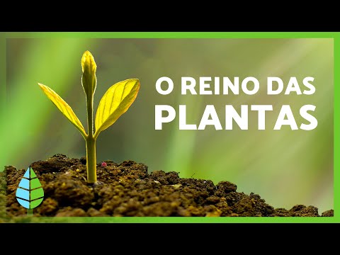 THE PLANTAE KINGDOM 🌱🌸 (Definition, Characteristics and Classification)