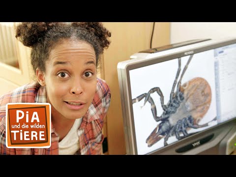 Zecken, gruselige Superhelden! | Reportage für Kinder | Pia und die wilden Tiere | BR