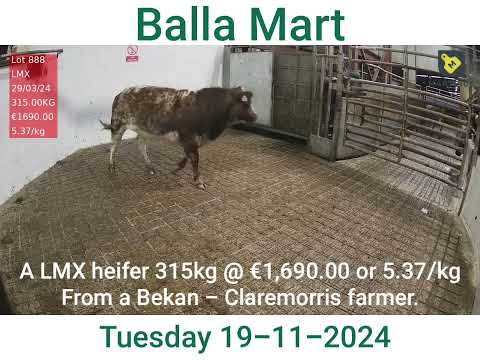 balla Mart 19-11-2024 lot 888 a heifer @ €5.37/kg