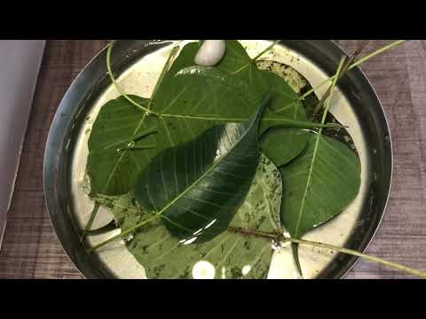 How to make leaf skeleton|#neet #leafskeleton