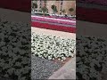 Dubai Arabic Like Live Sound Original Vibes