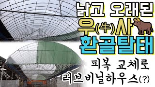 오래된 소 농장(우사) 싹 변신시키고 왔습니다! #비닐하우스 시공 #피복교체 #우사