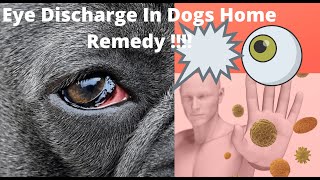 🔥Tips and Complete Guide “eye discharge in dogs home remedy ” 👍