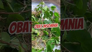 Download lagu Manfaat Tanaman Pegagan #agriculture #pegagan #centellaasiatica mp3 Download lagu Manfaat Tanaman Pegagan #agriculture #pegagan #centellaasiatica mp3