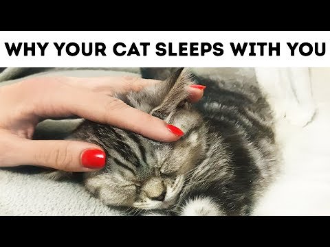 That's Why Your Cat Sleeps with You