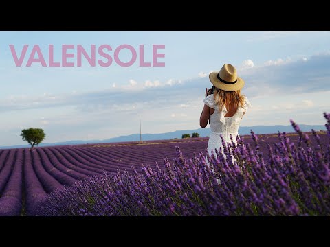 Lavender Fields of Valensole, Provence France