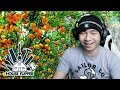 Taman Buah Buahan House Flipper Indonesia