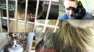 Voices of More Shelter Cats