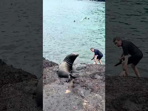 Foreigner escaping from sea lion at Muelle Tijeretas, San Cristobal in Galapagos