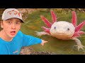 I Found Axolotls In An Abandoned Pond