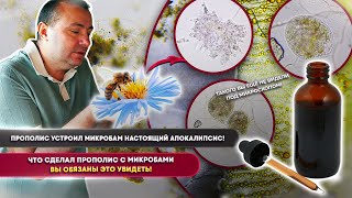 Co robi propolis z mikrobami? 😱Eksperyment pod mikroskopem 1000×