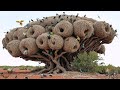 15 Amazing Bird Nests That Will BLOW Your Mind With Natural Architecture