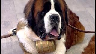 ექიმები - ჰიპოთერმია, სქესობრივად გადამდები დაავადებები