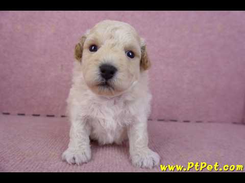 01/20泰迪比熊公幼犬1號