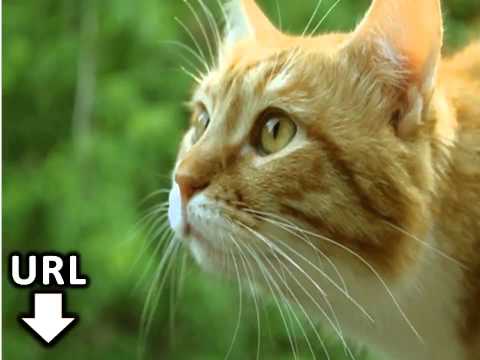 I Want To Learn Finnish Lesson 26