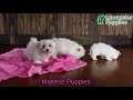 Maltese dogs for sale: Percy - Video 1