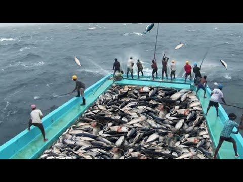 Amazing Fast Tuna Fishing Skill, Catching Fish Big on The Sea 2023