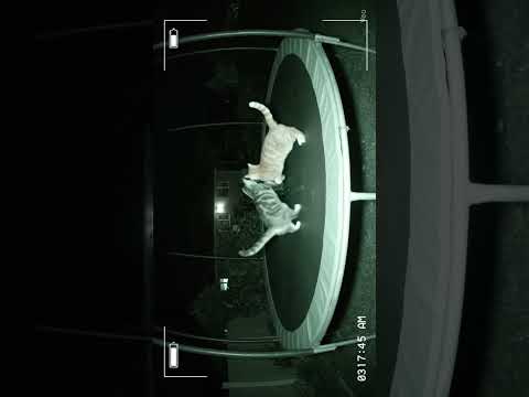 Katzen werden nachts auf Trampolin gefilmt