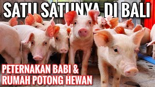 Download lagu SATU SATUNYA DI BALI - PETERNAKAN BABI SEKALIGUS RUMAH POTONG HEWAN mp3