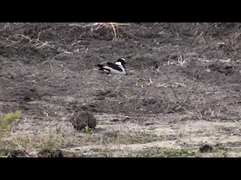 Djuma: Blacksmith Lapwing parents and 2 new chicks exploring - 08:34 - 11/19/18