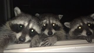 preview picture of video 'Harry and Peanut Raccoons - Part 4'