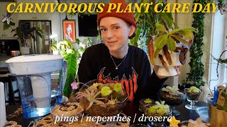 relaxing carnivorous plant maintenance 🪰🪴💧