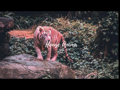 Jansons feat. Dope Earth Alien - Switch (Original Mix)