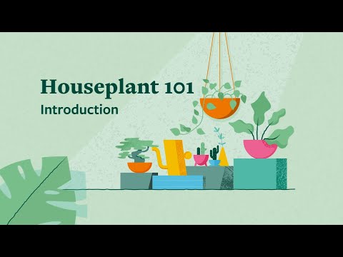 Top tips to care for your houseplants | Houseplant 101 | The RHS