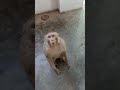 Bandar Monkey Video Monkey Manky Voice Bandar Funny Manki Jumping Video Shorts