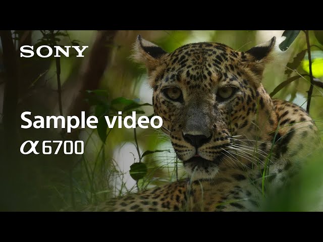Video teaser per 4K Sample Video | Alpha 6700 | Sony | α
