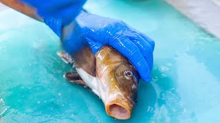 [問卦] 鯉魚生魚片你敢吃嗎？