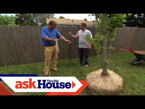 image-What is tree planting schedule?
