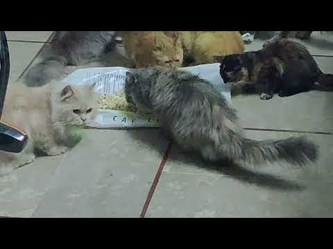 Giving food to cats ❤😄 #catsfamily #catslover #catsoftiktok #catsofyoutube