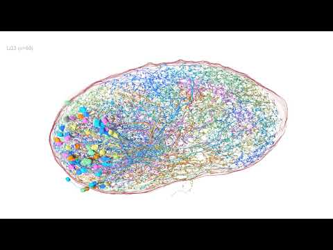 Li23, a Drosophila Optic Lobe Intrinsic Neuron from optic-lobe:v1.0