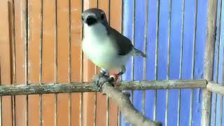 Download lagu Remetuk Laut Paud Merdu Isian Murai mp3