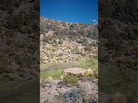 Asi es el bosque mas hermoso de Polylepis tarapacana en el volcan Granada, Loma Blanca, Jujuy