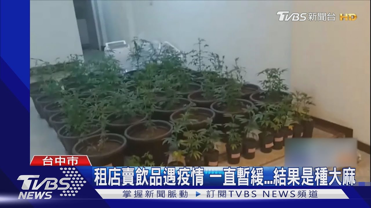 租店賣飲品遇疫情!一直暫緩 結果是種大麻...