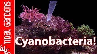 How to get rid of Cyanobacteria - Red Slime Algae