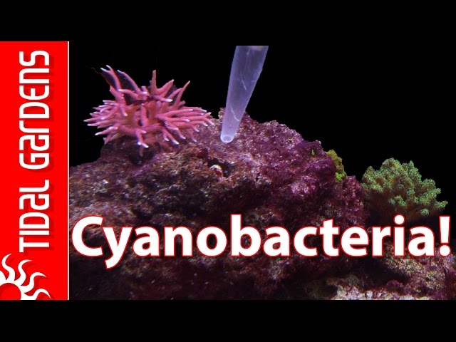 How to get rid of Cyanobacteria - Red Slime Algae