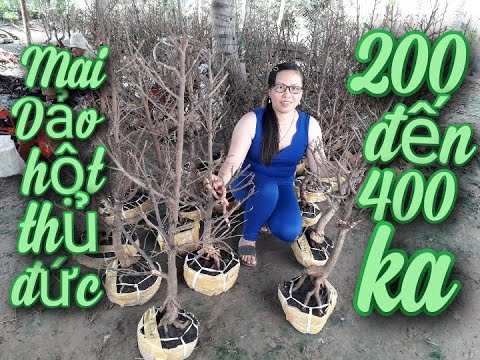 Chị dung 📲0383519488 GL 40 cây mai dảo hột thủ đức 26 06 2020