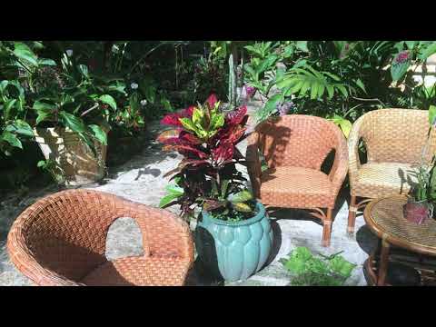 Island Romance in Barbados!