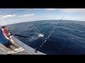 Marlin Impales Fisherman