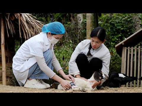 Han was shocked when he heard the veterinarian talk about the baby goat's health condition