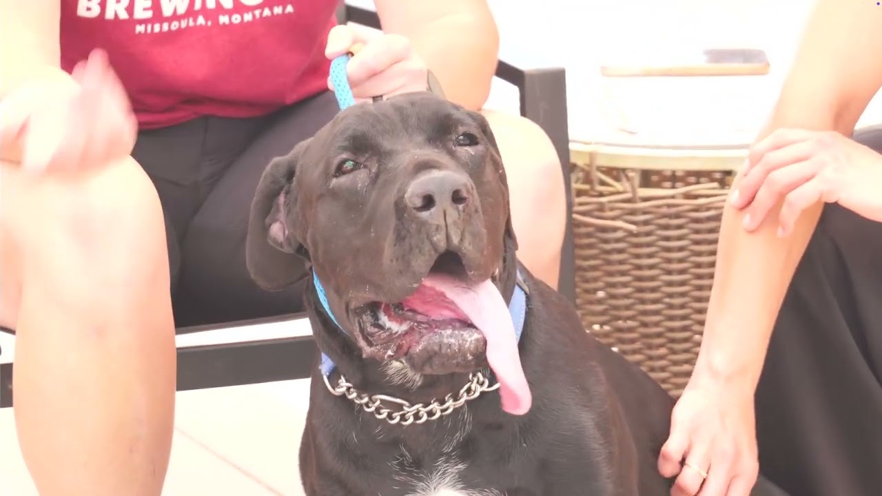 Dudley-Special Needs - Adopt Me!, a Adoptable mixed breed in Lake Forest, CA video 6/6