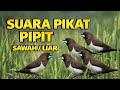 Suara Burung Emprit Suara Burung Pipit Pikatburung Emprit Pipit Burungkecil Pikatburcil