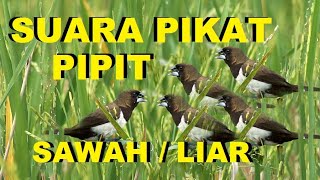Download lagu Suara pikat burung pipit paling ampuh untuk mikat pipit hitam dan merah di sawah mp3 mp3
