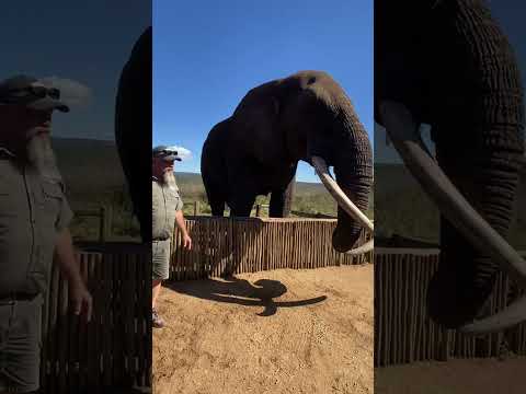 Bayete Elephant Interaction. Kwa Zulu South Africa